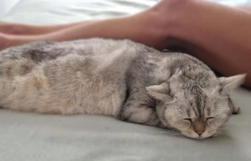 кошка, лежит, выглядит вялой, владелец смотрит с беспокойством